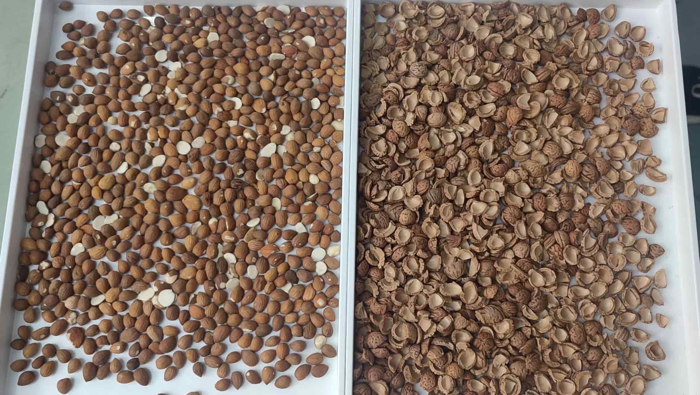 almond color sorting machine 